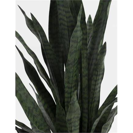 Coco Maison Sansevieria kunstplant H115cm